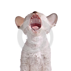 Yawning Cornish Rex Kitten on White Background photo