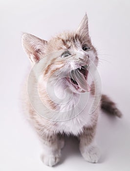 Yawning Cute Cat