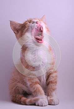 Yawning Cute Cat