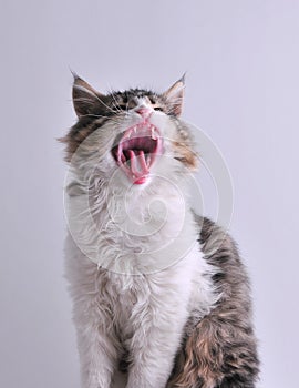 Yawning Cute Cat