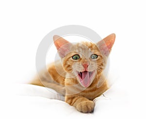 Yawning Cute Cat