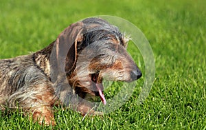 Yawning dachshund dog