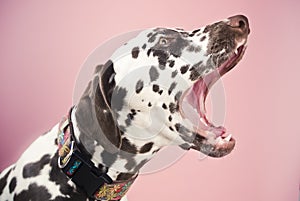 Yawning dalmatian