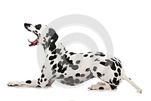 Yawning dalmatian dog isolated on white background