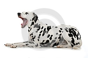 Yawning dalmatian dog on white background