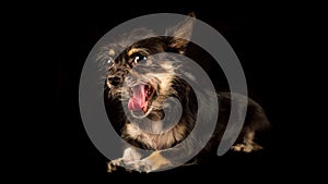 Yawning dog