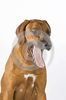 Yawning Dog