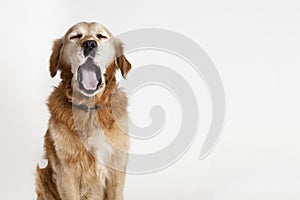 Yawning dog