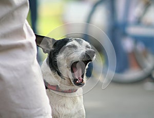 Yawning Dog