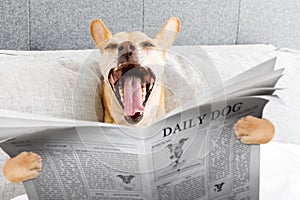 Yawning dog in bed