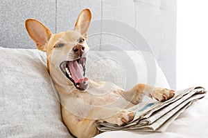 Yawning dog in bed with newspaper