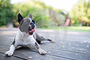 Yawning dog - boston terrier lying on a wooden terrace