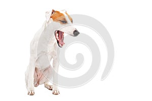 Yawning dog breed Parson Russell Terrier