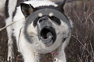 Yawning dog on a leash spotted coloring.