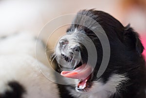 Yawning Dog mammal photo