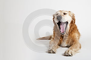 Yawning dog