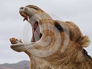 A yawning dromedary or Arabian camel