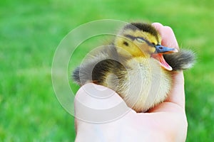 Yawning Duckling in Hand