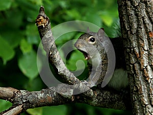 Yawning eastern gray squirrel