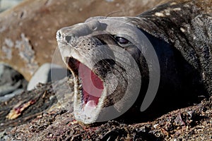 Yawning elephant seal, Antarctica