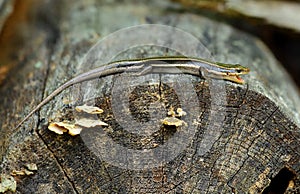 Yawning five-lined skink