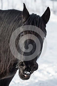 Yawning friesian horse in winter