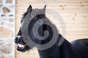 Yawning friesian horse in winter
