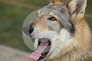 Yawning german shepherd dog