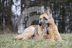 Yawning German Shepherd lady