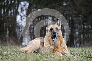 Yawning German Shepherd lady