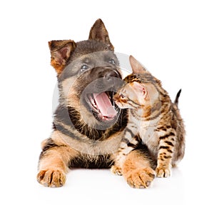 Yawning german shepherd puppy dog and little bengal cat together