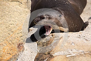 Yawning Giant Otter, Pteronura brasiliensis