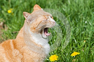 Yawning Ginger Cat