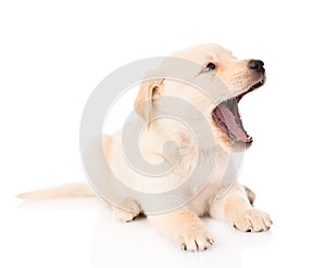 Yawning golden retriever puppy dog. on white background