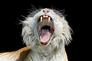 Yawning golden tabby tiger