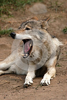 Yawning Gray Wolf