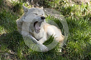 Yawning grey wolf