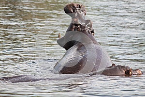 Yawning Hippo photo