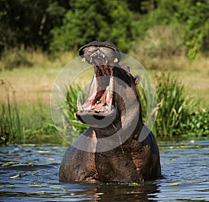 Yawning hippo photo