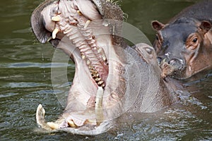 Yawning hippo