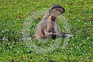 Yawning hippo