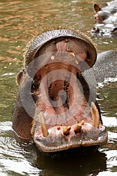 Yawning hippopotamus photo