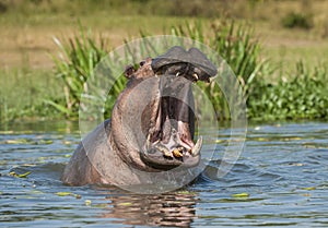 Yawning hippopotamus in the water. The common hippopotamus (Hippopotamus amphibius)