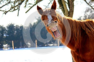 Zívanie kôň 