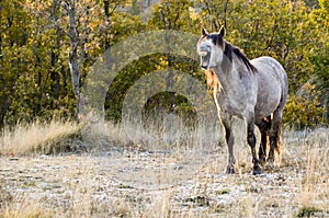 The yawning horse in the morning in nature. Beautiful wild horse portrait. Happy white horse in spring. Funny smiling grey horse o