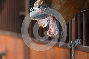 Yawning horse