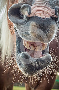 Yawning horse, showing his teeth