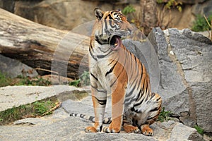 Yawning indochinese tiger