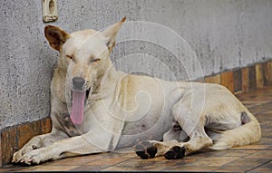 Yawning Large white blonde dog lying on the floor in front of the house
