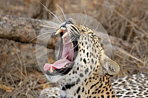 Yawning Leopard